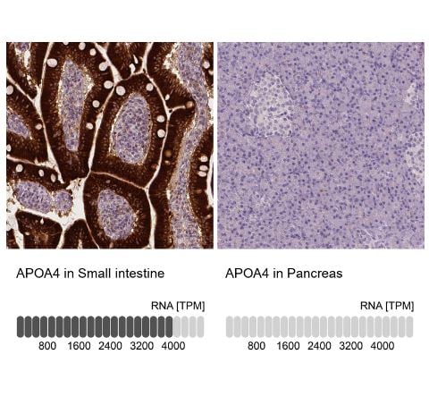 Apolipoprotein A-IV/ApoA4 Antibody (CL0468)