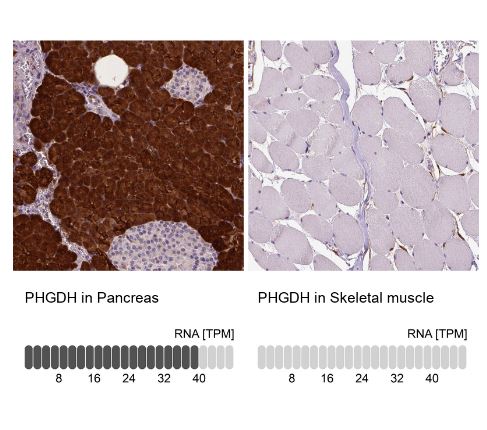 PHGDH Antibody (CL0555)