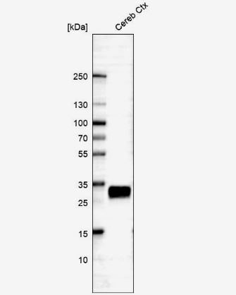 CD90/Thy1 Antibody (CL1028)
