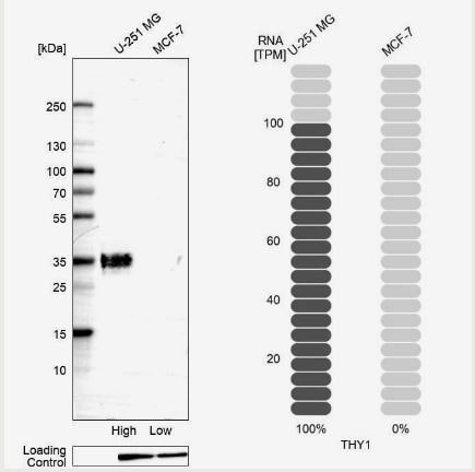 CD90/Thy1 Antibody (CL1040)