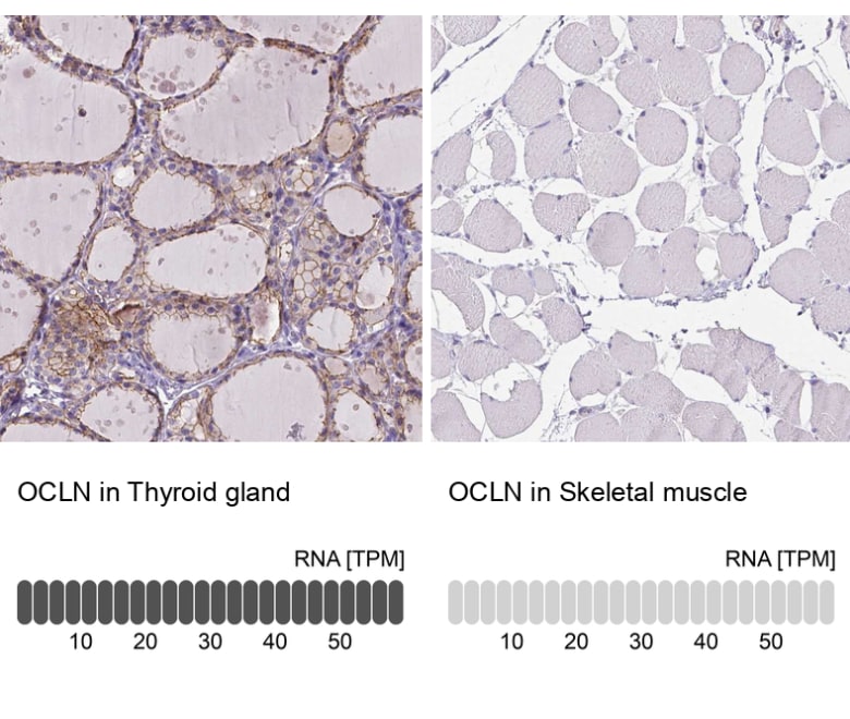 Occludin Antibody (CL1608) - BSA Free