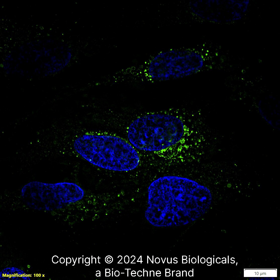 Apolipoprotein A-I/ApoA1 Antibody - BSA Free
