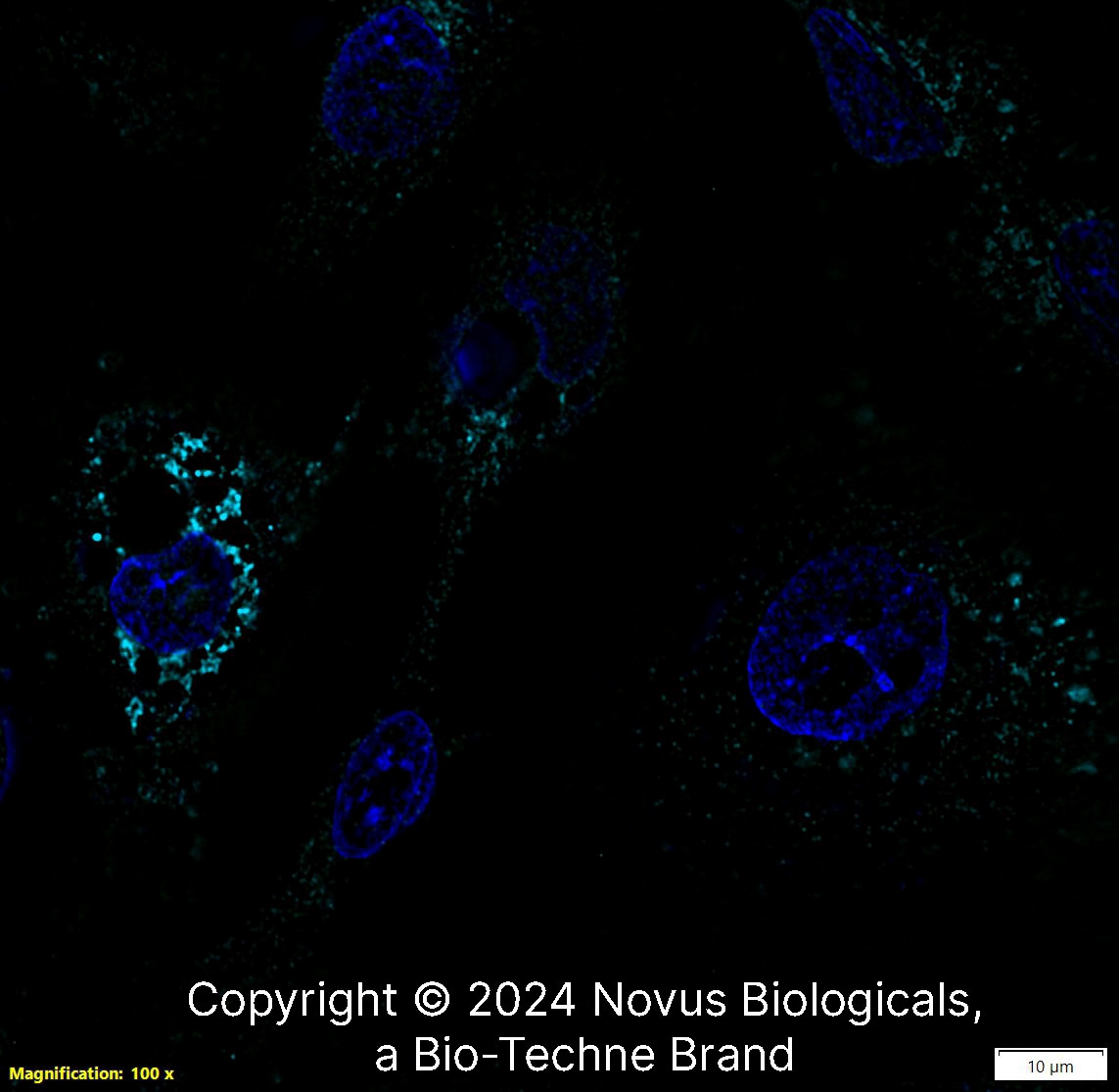 Apolipoprotein A-I/ApoA1 Antibody - BSA Free