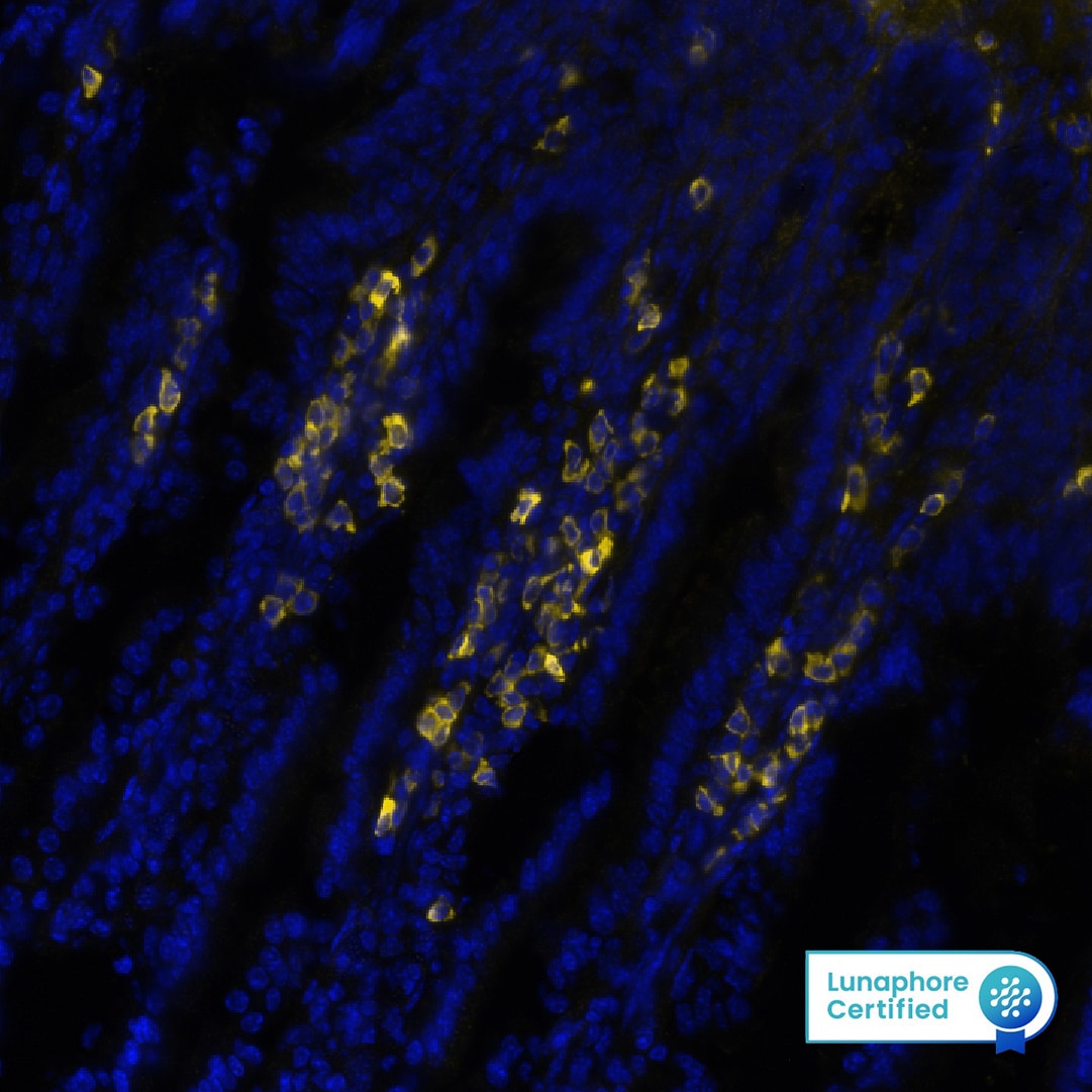 CD3 epsilon Antibody (C3e/1308)
