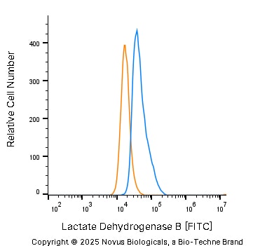 Lactate Dehydrogenase B Antibody - BSA Free