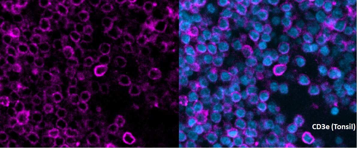 CD3 epsilon Antibody (C3e/1308) - Azide and BSA Free