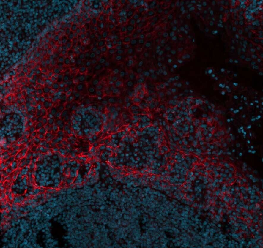 E-Cadherin Antibody (CDH1/1525) - Azide and BSA Free