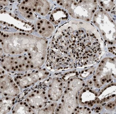 NuMA Antibody