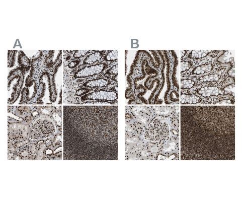 NuMA Antibody