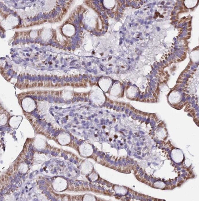 SERP1 Antibody - BSA Free
