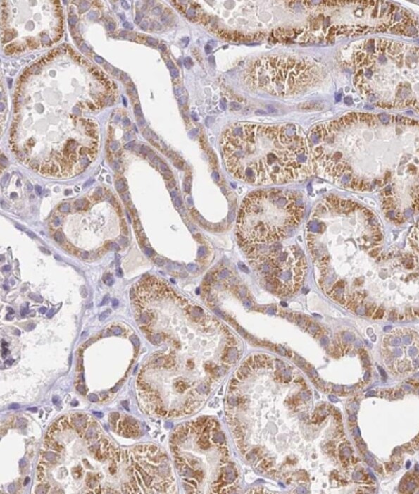 SERP1 Antibody - BSA Free