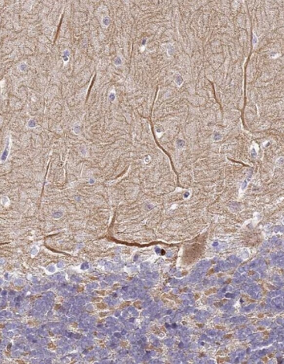 SERP1 Antibody - BSA Free