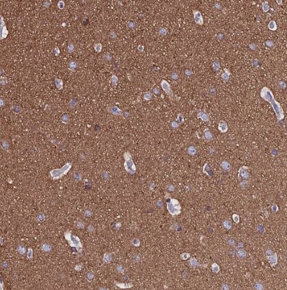 alpha Tubulin Antibody - BSA Free