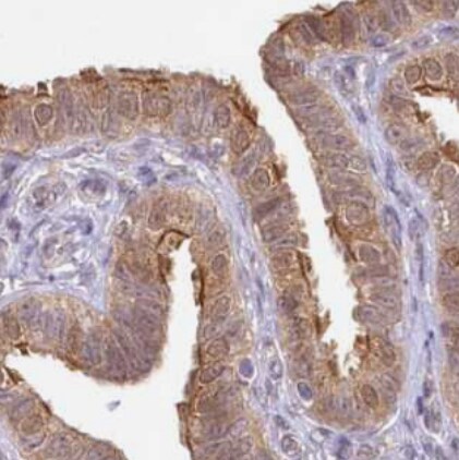 Aminopeptidase B/RNPEP Antibody