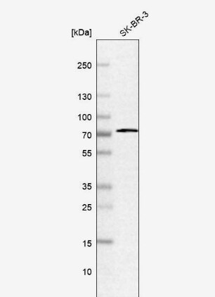 Aminopeptidase B/RNPEP Antibody