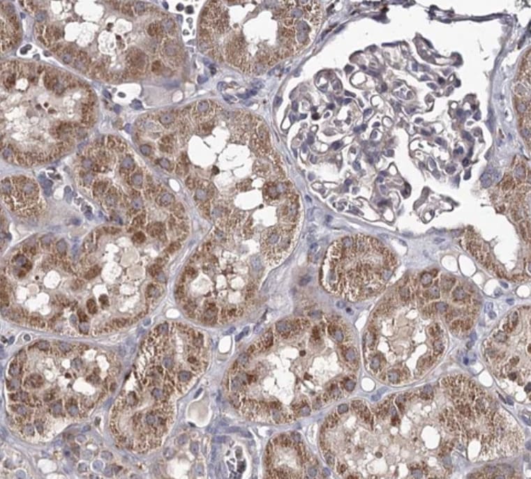 RASSF6 Antibody - BSA Free