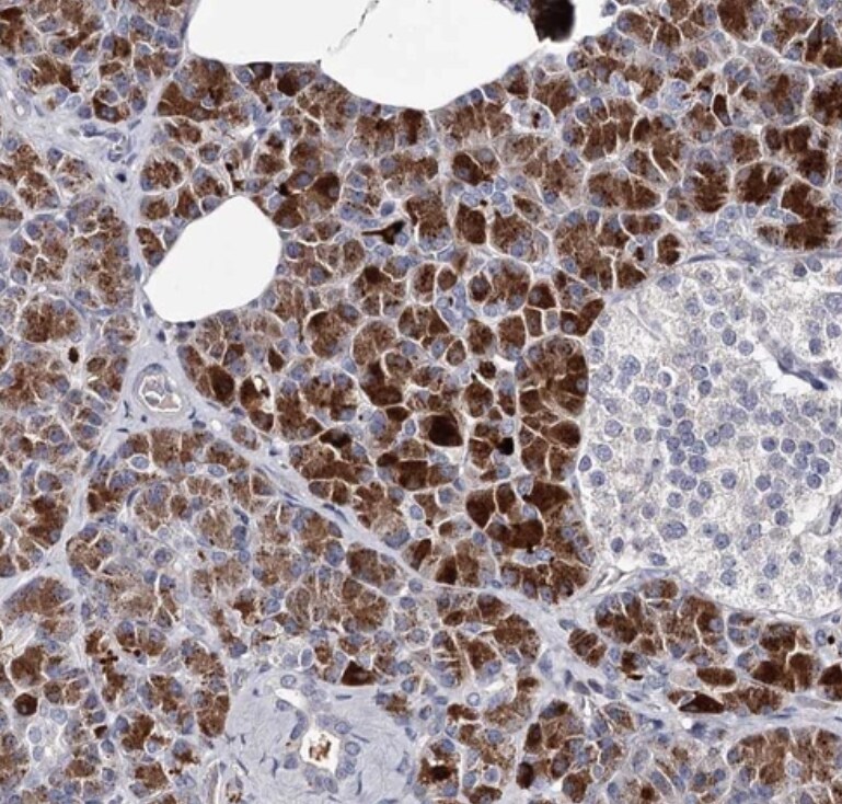 RASSF6 Antibody - BSA Free