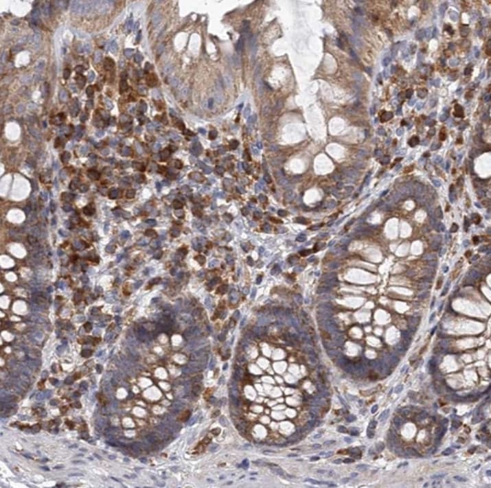 RASSF6 Antibody - BSA Free
