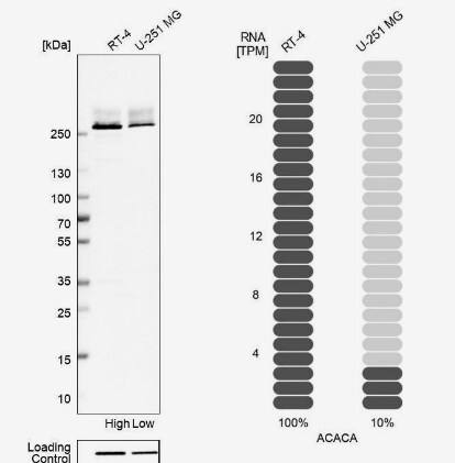 Acetyl-CoA Carboxylase alpha/ACACA Antibody