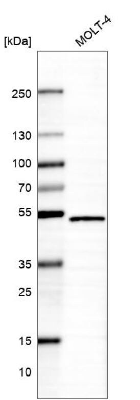 NARF Antibody