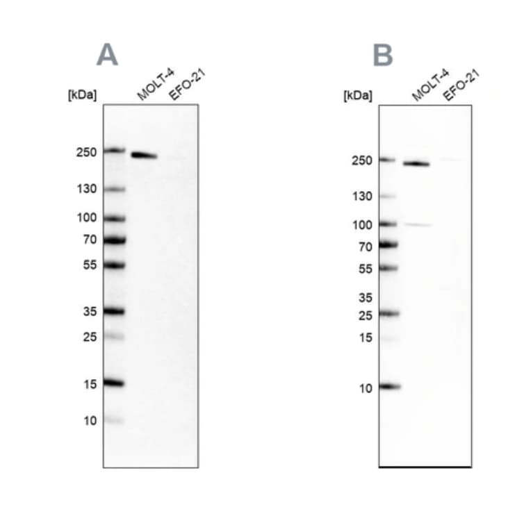 BAF180/PB1 Antibody - BSA Free