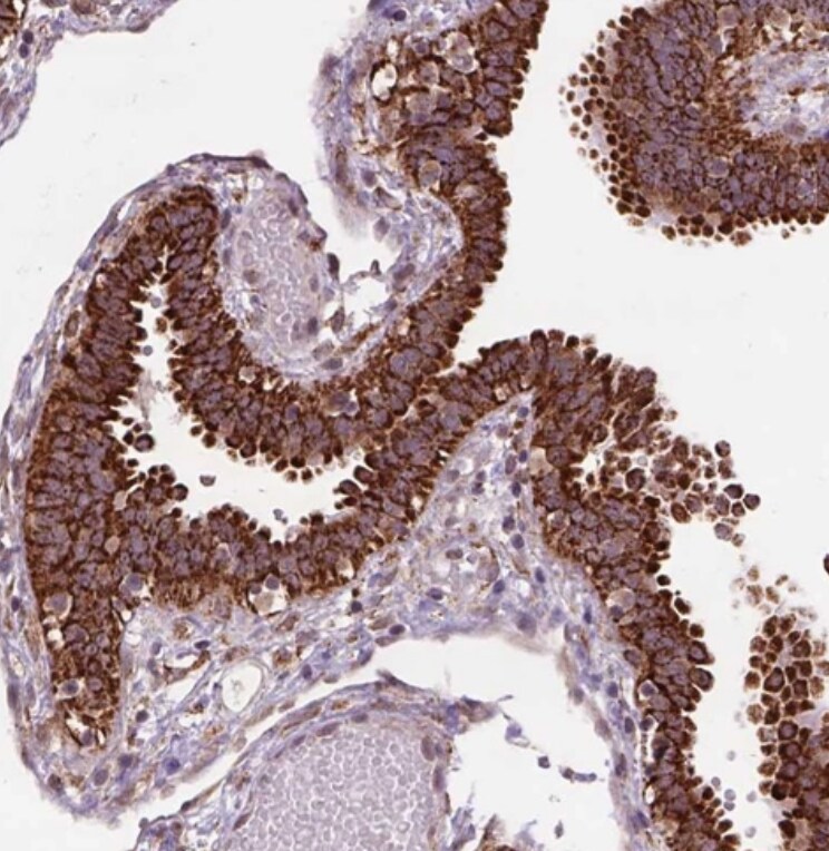 Frizzled-7 Antibody - BSA Free