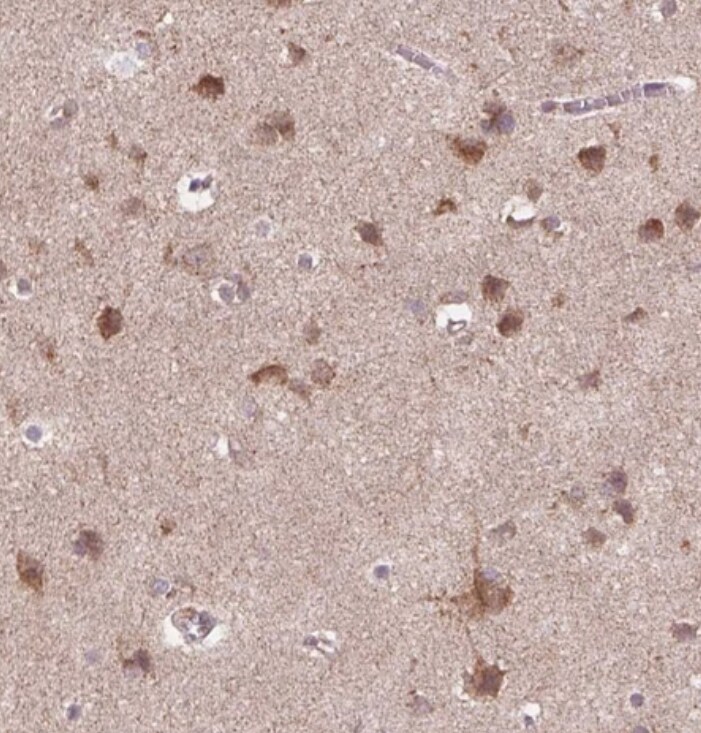 Frizzled-7 Antibody - BSA Free