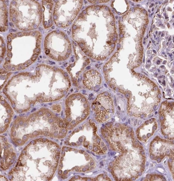 Frizzled-7 Antibody - BSA Free