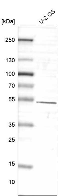 Rev-erb beta/NR1D2 Antibody - BSA Free