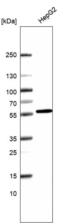 SRP54 Antibody - BSA Free