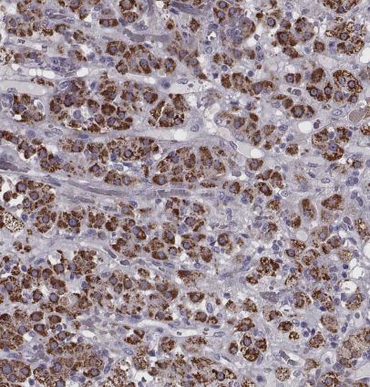 RIMS2 Antibody
