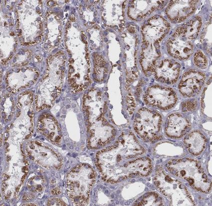 RIMS2 Antibody