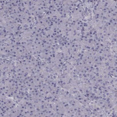 RIMS2 Antibody