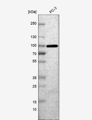 Neuregulin-2 Antibody - BSA Free