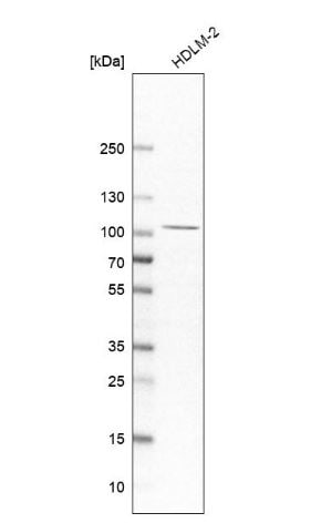 CLEC16A Antibody