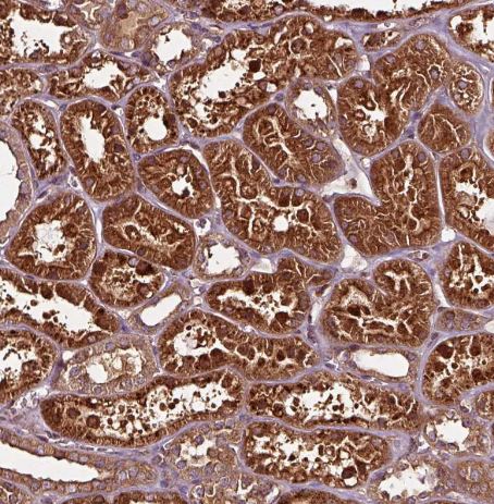 FAM21A Antibody