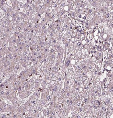 FAM21A Antibody