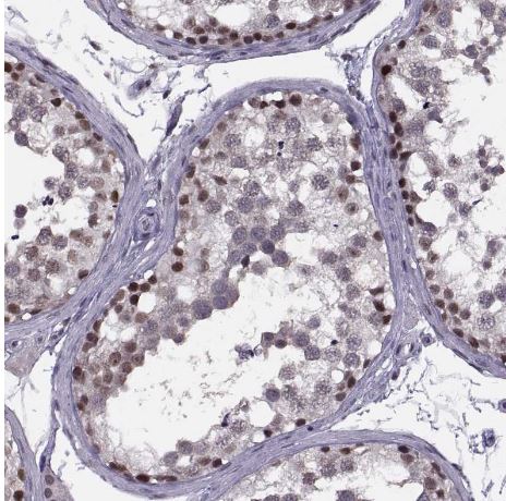 INT3 Antibody