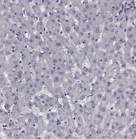 INT3 Antibody