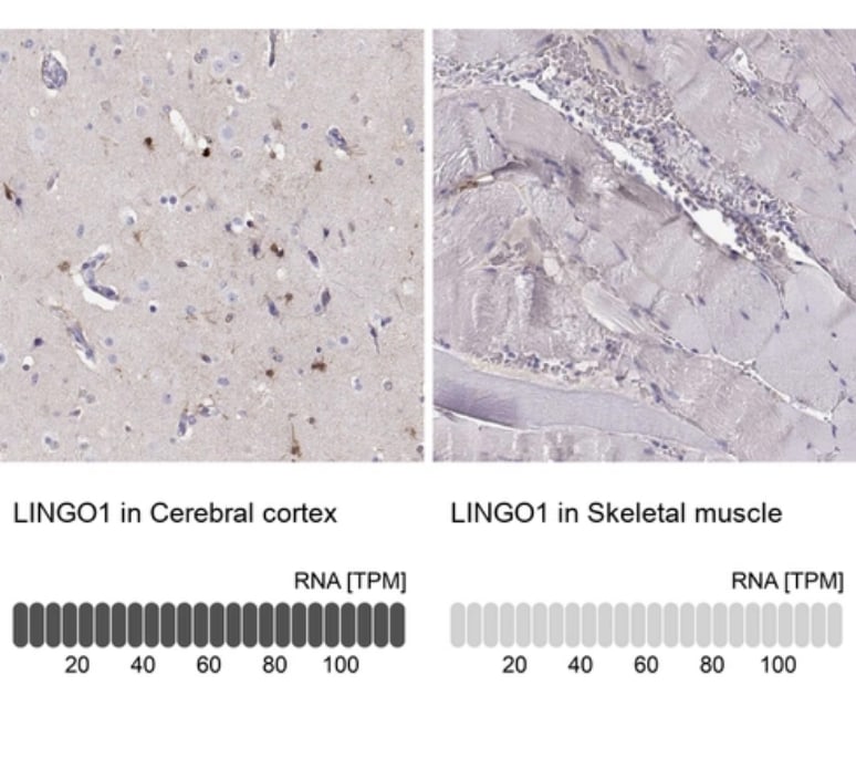 LINGO-1 Antibody - BSA Free