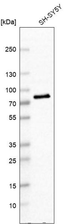 Dopamine beta-Hydroxylase Antibody