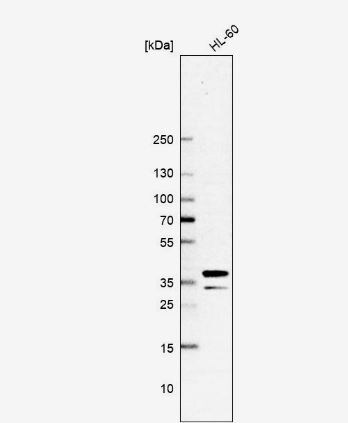 FLJ10154 Antibody