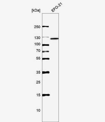 XPF Antibody