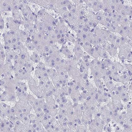G gamma14 Antibody