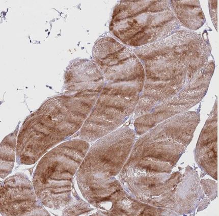 G protein alpha inhibitor 1 Antibody
