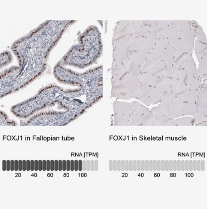 FoxJ1/HFH4 Antibody (CL3991) - BSA Free