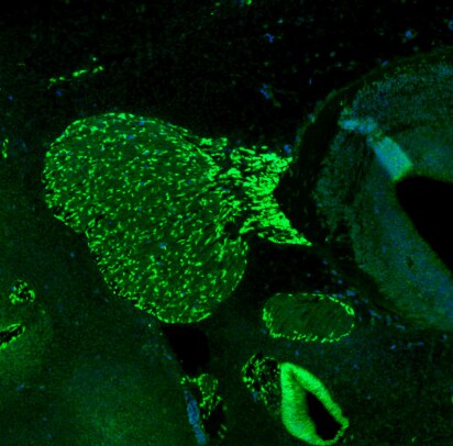 SOX10 Antibody (CL4455) - BSA Free
