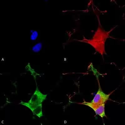 EAAT3 Antibody (S180-41)