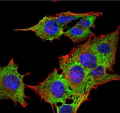 EAAT3 Antibody (S180-41)