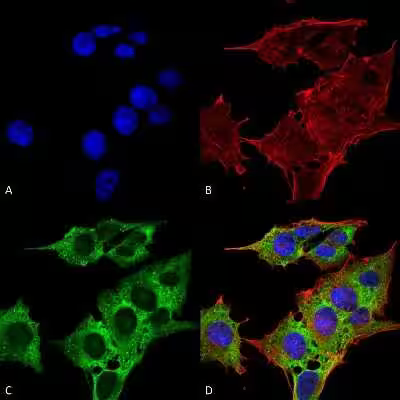 EAAT3 Antibody (S180-41)